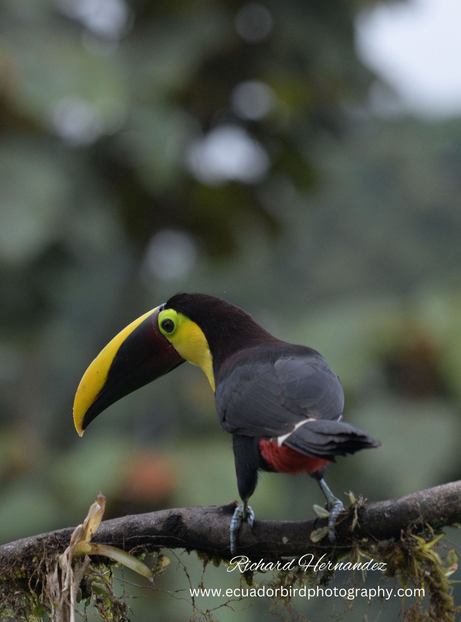 yellow-throated toucan mindo